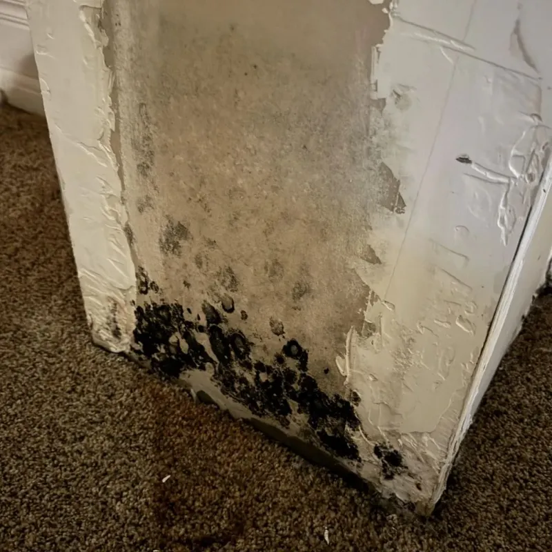 Professional Mold Removal in Cedar Ridge, CA